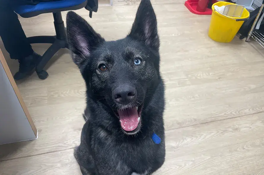 Shepherd dog sitting in the office