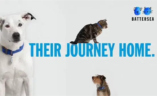 Image with cats and dogs around the text &quot;their journey home&quot;