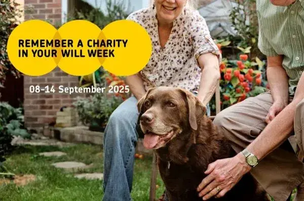Remember a charity in your will week banner. Brown Labrador being stroked by owners. 