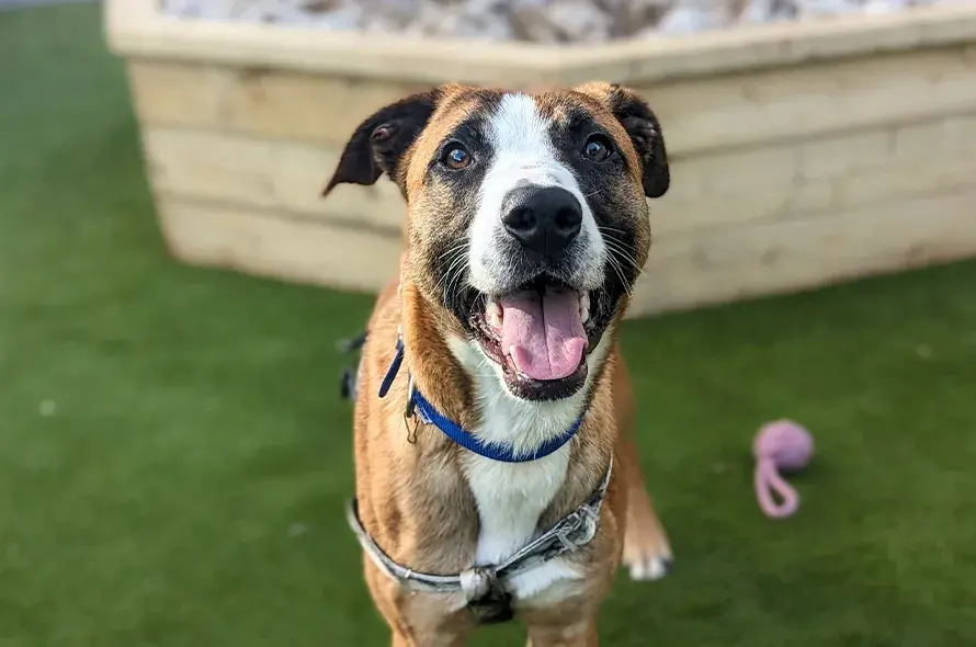 Dog looking and smiling at the camera
