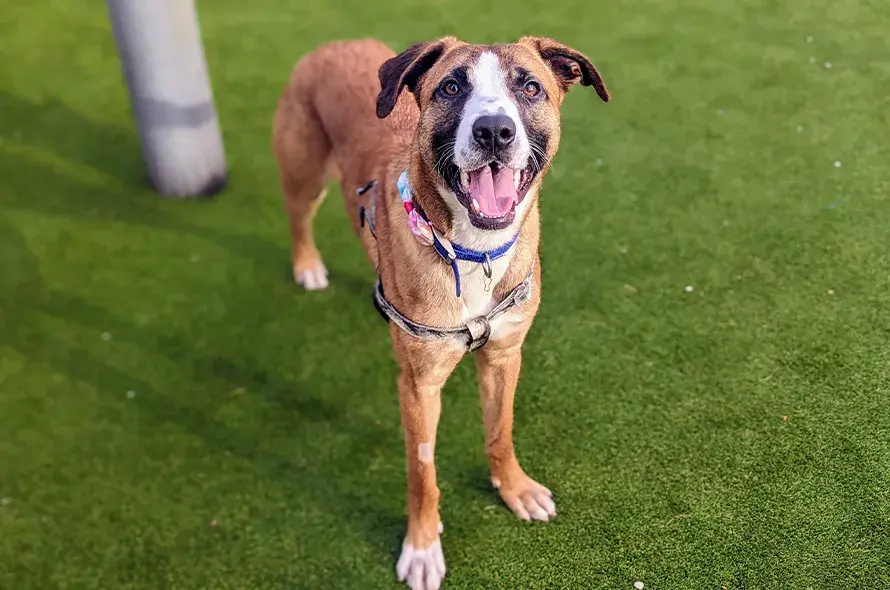 Dog standing up, facing the camera