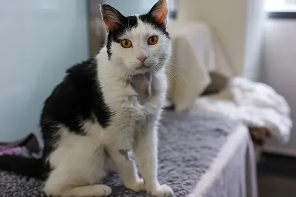 Black and white cat sat on a bed
