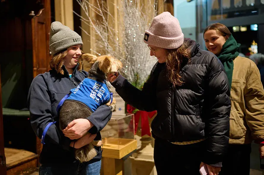 Person stroking dog being held