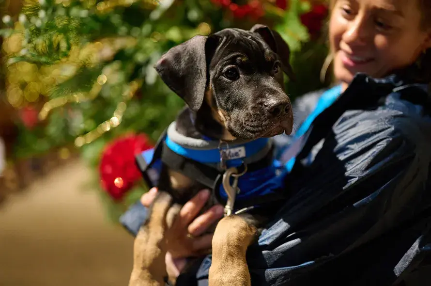 Puppy being carried in front of the Christmas tree