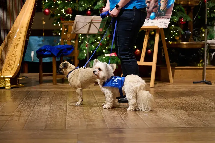 Two small dogs standing in the church
