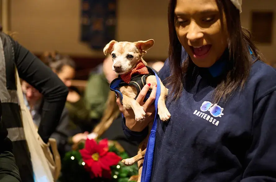 Small dog being carried by Battersea employee