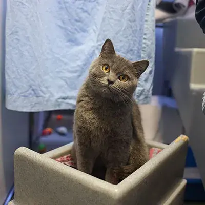 Casablanca Thumbnail