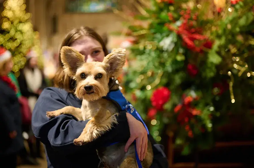 Small dog with big ears being held at the Christmas Carol concert