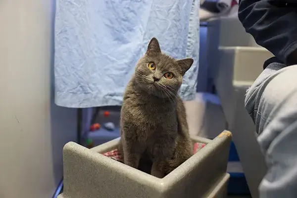 Casablance looking at camera