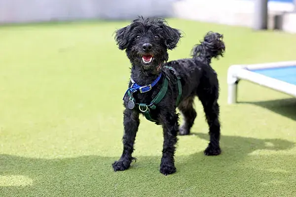 Watson looking at camera