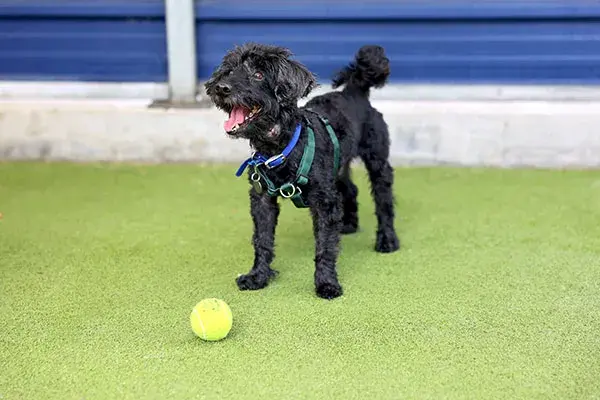 Watson with tennis ball