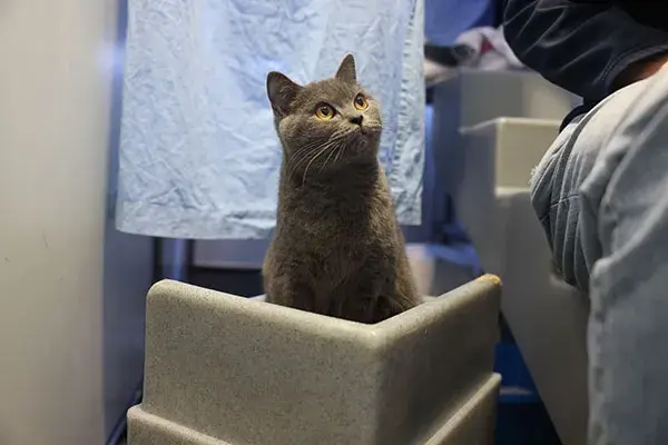 Casablanca looking up to the right