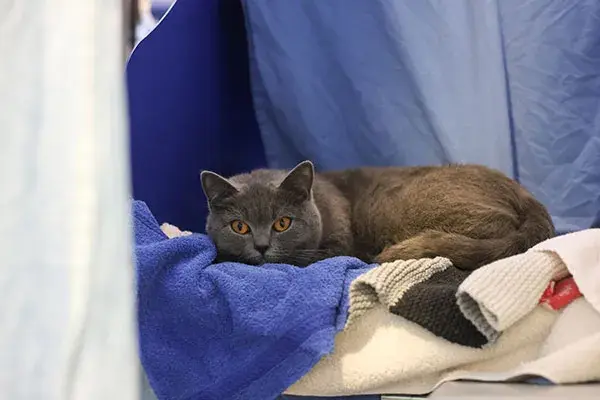 Casablanca lying down