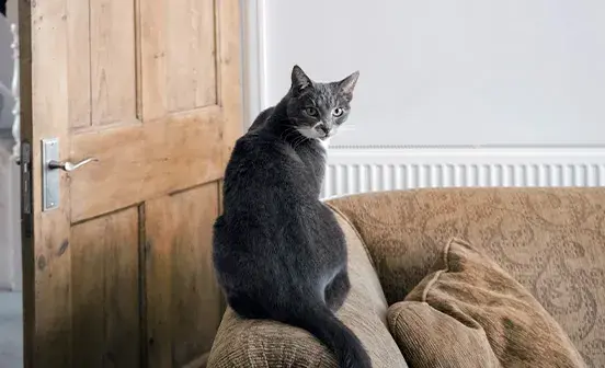 Information for landlords on Renters’ Rights