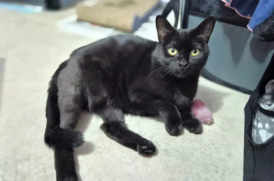 A black cat resting on the floor beside a pink toy, showcasing a relaxed and playful atmosphere.