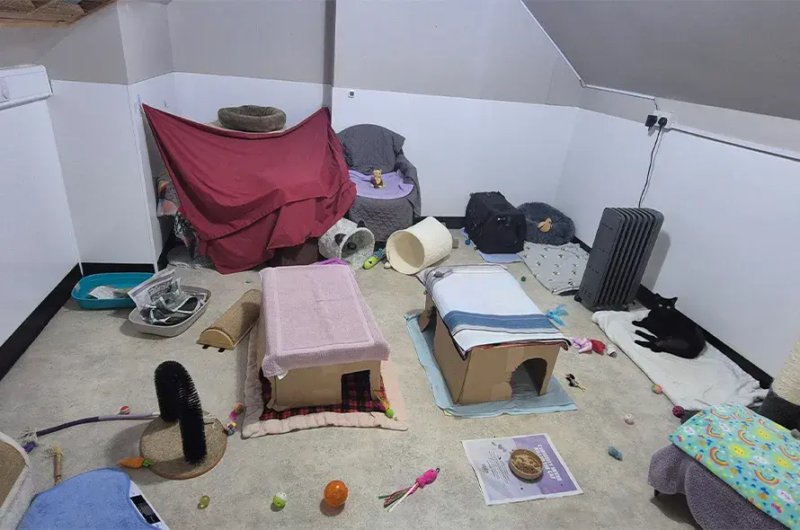 A pet-friendly room with a cat beds, blankets and a litter box, showcasing a welcoming space for animals