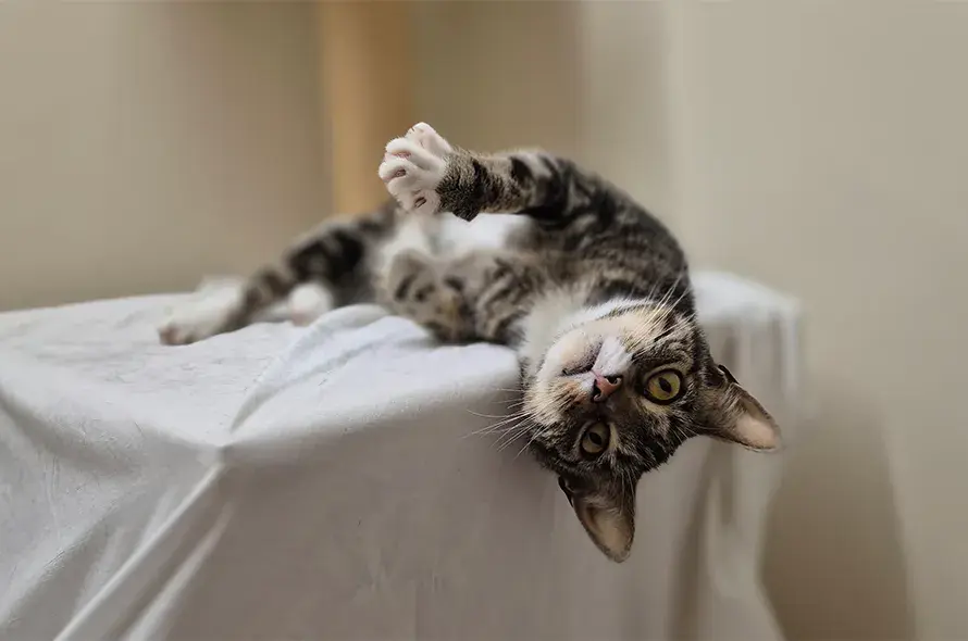 A relaxed tabby cat lounging comfortably on a soft bed, surrounded by cosy bedding