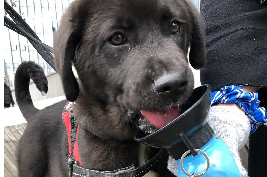 Bear having a pupcup