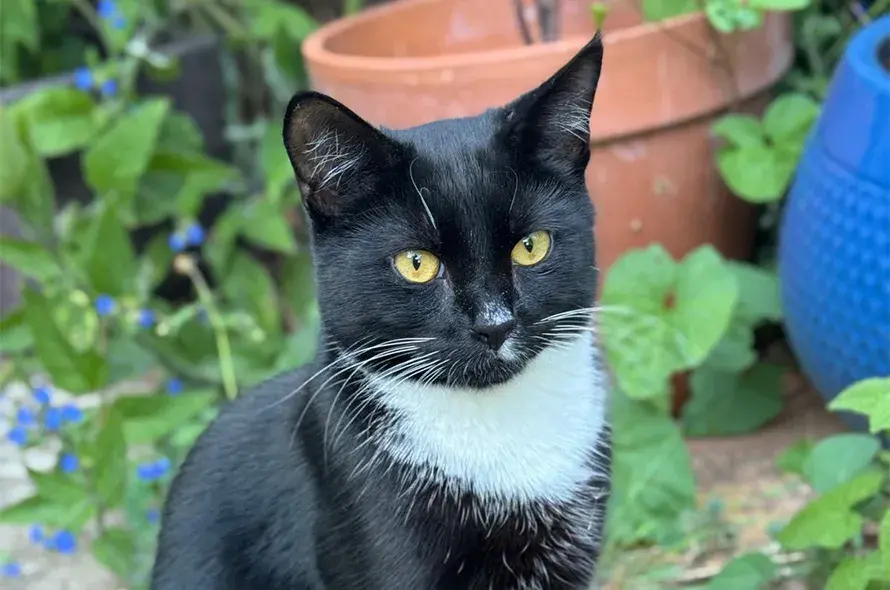 Percy sitting in a garden