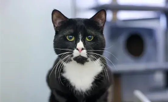 Rusty a black and white cat looking into the camera