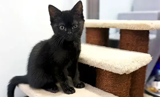 Small black kitten sat on cattery stairs
