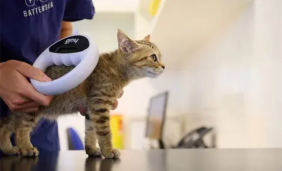 Member of Battersea Clinic staff using a device to scan a microchip of a kitten