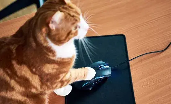 Ginger cat with its paw on a desktop mouse as if using it