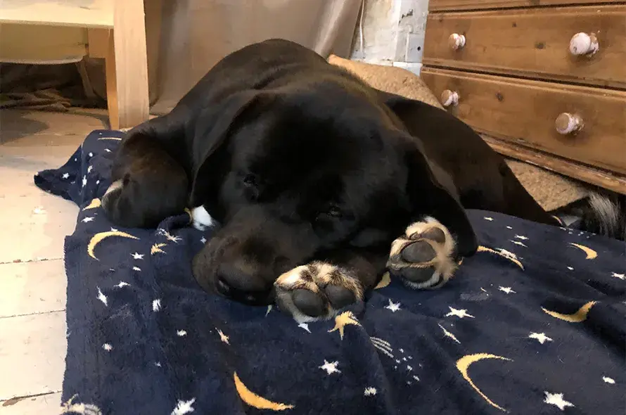 A black dog resting on a bed, with its paws comfortably placed on the blanket.