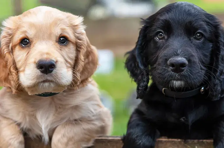 Two spaniel puppies laying down