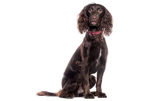 Working cocker spaniel with white background