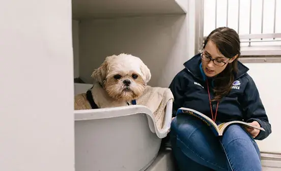 Dog in a bed in one of Battersea centres listening to a staff member reading a book
