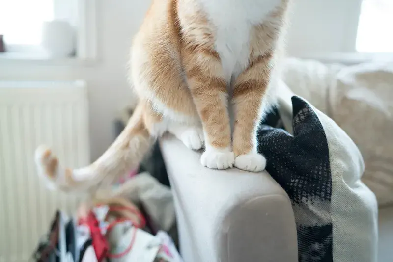 Paws and tail of a cat sitting on a sofa