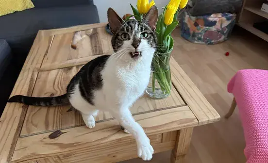 A cat sitting on a table next to a colourful vase filled with fresh flowers