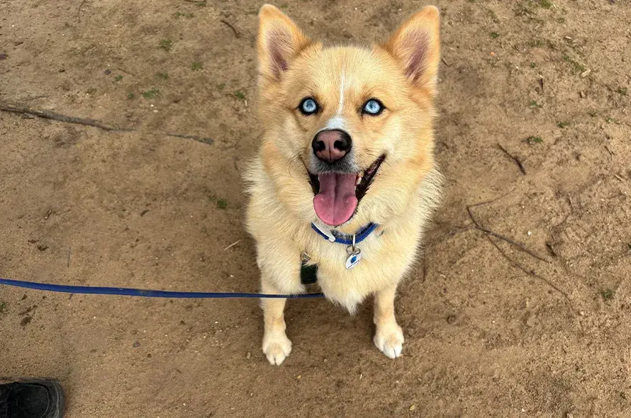 Husky cross at the beach with sand on his nose
