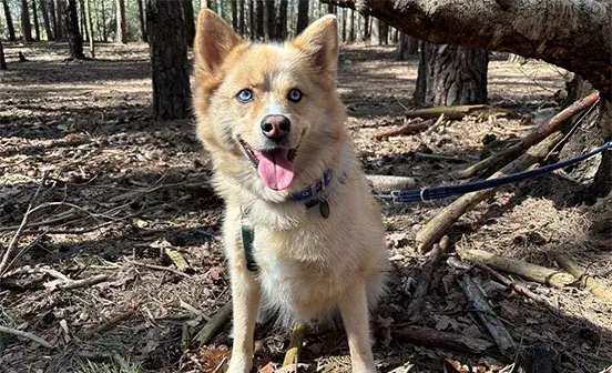 Husky cross sat in the woods