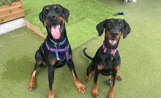 Two Dobermans sitting and smiling at the camera