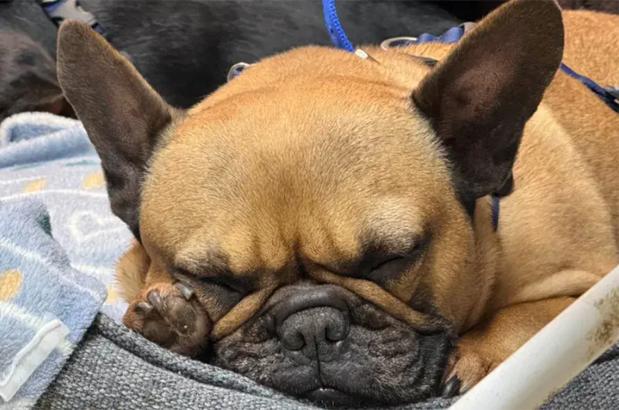 A French bulldog peacefully sleeping on a cozy bed, with its body curled up and eyes closed