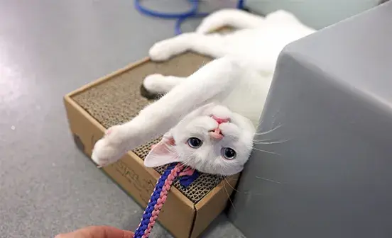 A white cat lounging on a cardboard box, playfully resting beside a blue rope