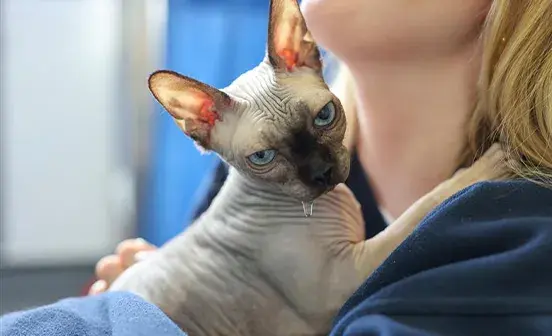  A woman holds a Sphynx cat close to her chest, highlighting the cat's distinctive hairless appearance.