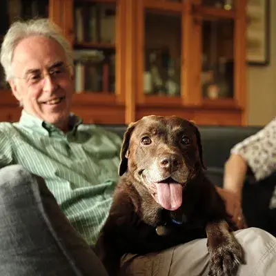 Chocolate Labrador sitting on owners lap