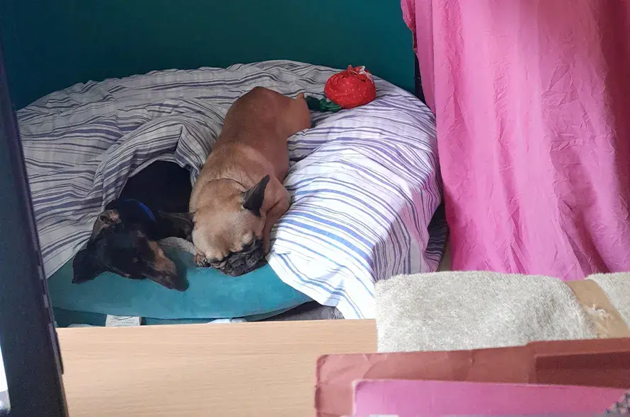Dogs resting on a bed, curled up and appearing content and serene.