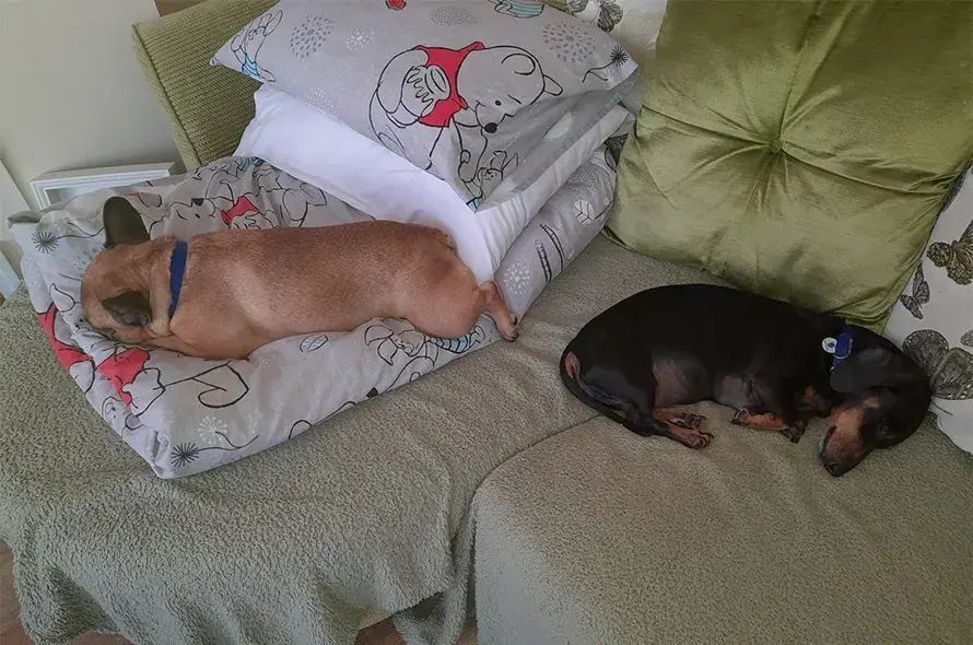 Two dogs comfortably resting together on a couch, showcasing their relaxed and cozy demeanor