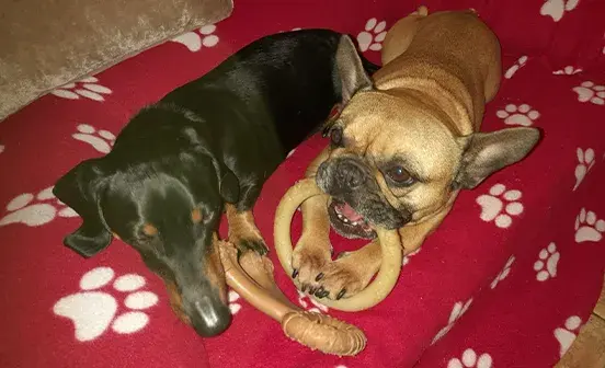 Two dogs laying on a red blanket