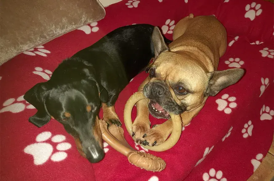 Two dogs laying on a red blanket