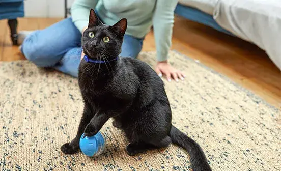 Black cat sitting on the floor with its paw resting on a blue ball, owner sitting on the floor too visible in the background