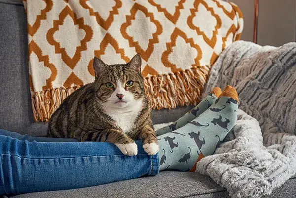 Cat on a sofa looking into the camera, put its front paws on the owner's stretched legs in jeans with visible cat-patterned socks on