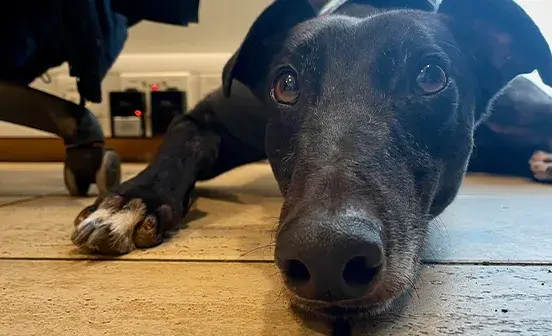 A black dog resting comfortably on the floor, with its eyes closed and body relaxed.