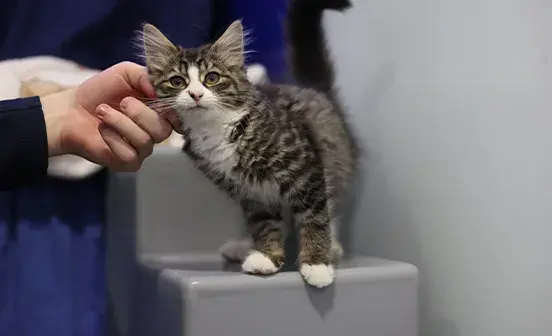 A fluffy cat sitting comfortably on a grey stool, looking curiously at the camera 