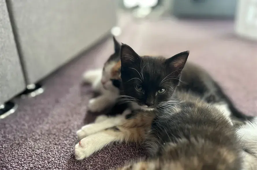 Fondant and Kitten siblings