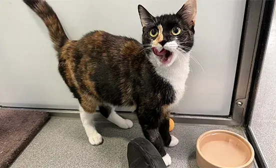 Fontaine with her tongue out